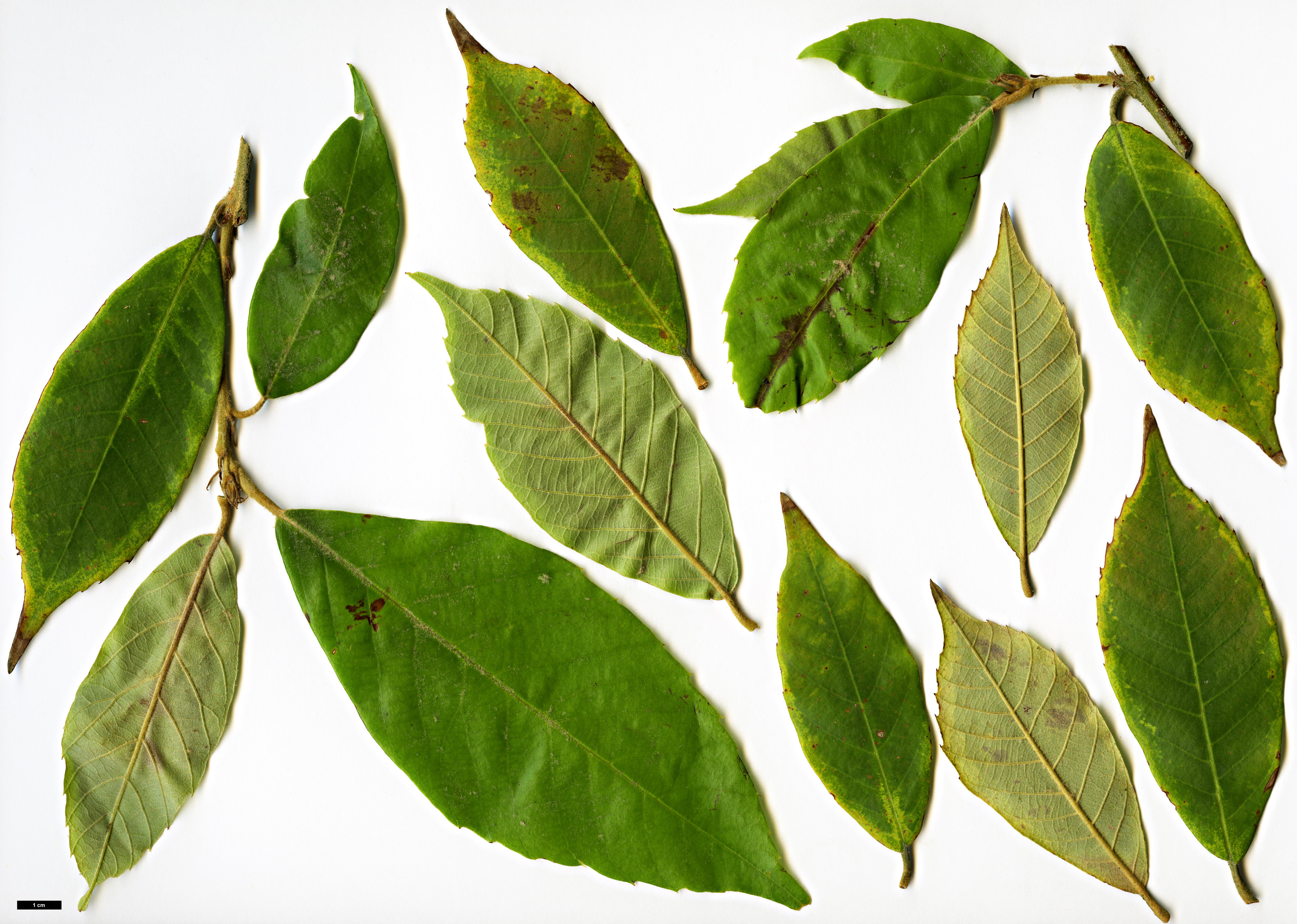 High resolution image: Family: Fagaceae - Genus: Quercus - Taxon: lobbii